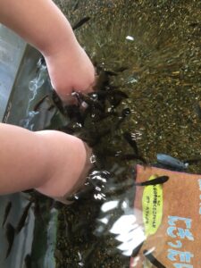 魚が子供の手に集まる