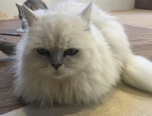 猫の写真
