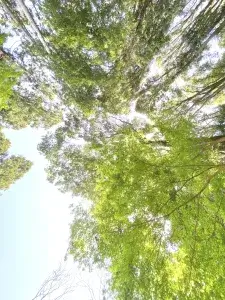 木立を見上げる
